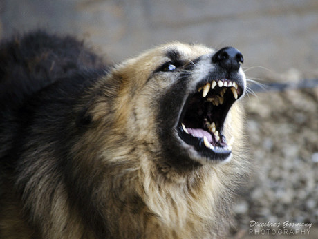 dog baring teeth-ethics